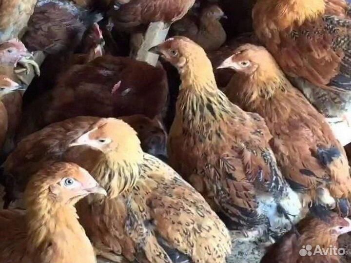 Цыплята и Утята