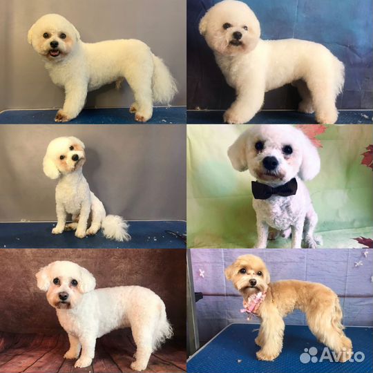 Груминг собак в Чертаново