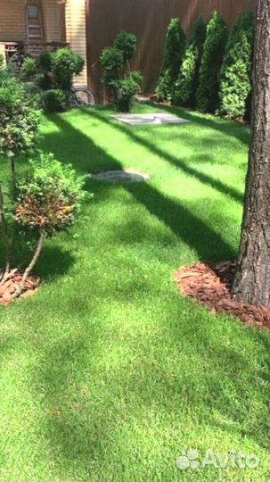 Рулонный газон