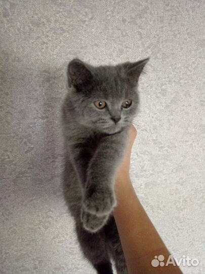 Британский котёнок