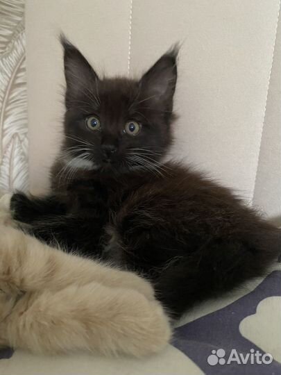 Котенок Мейн кун
