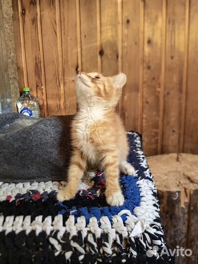 Рыжий котёнок мальчик (2 мес) в добрые руки
