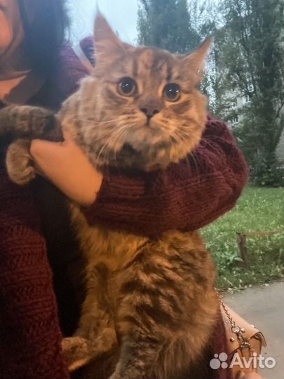 Кошка ищет дом