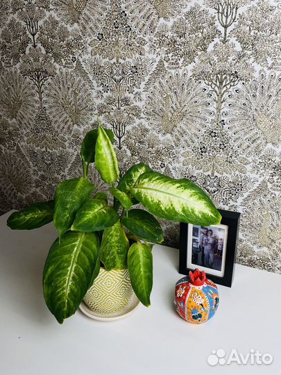 Диффенбахия