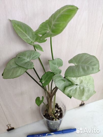 Укорененные растения