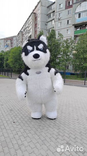 Хаски, надувной костюм