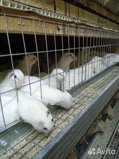 Техасский перепел