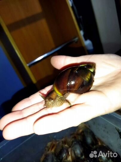 Улитки ахатины