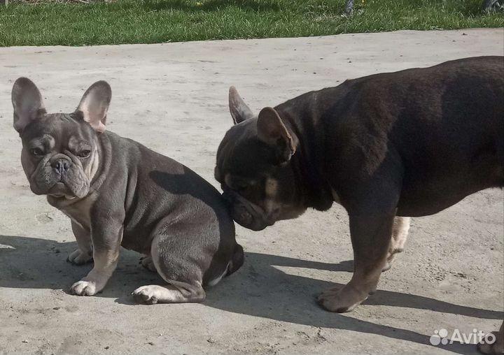Вязка французского бульдога, щенки