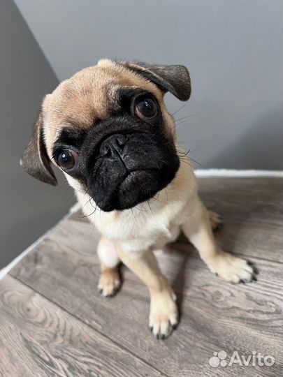 Щенок Мопс