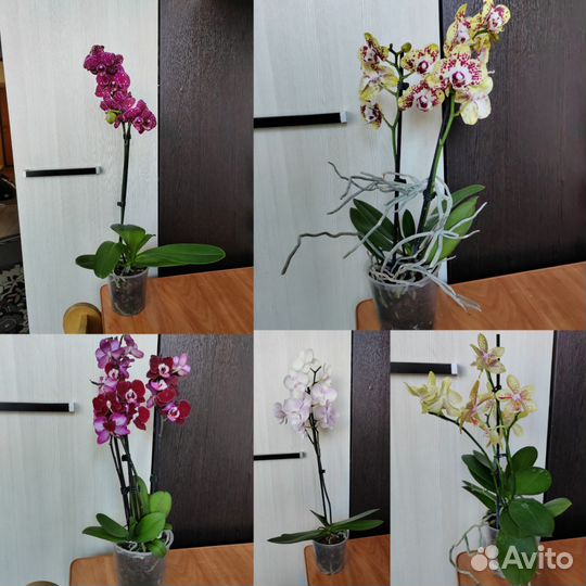 Орхидея сортовая