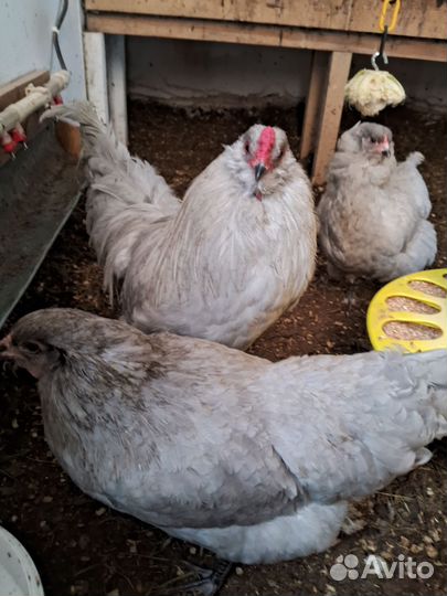 Яйцо инкубационное америукана лаванда