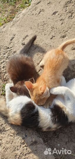 Котята в добрые руки