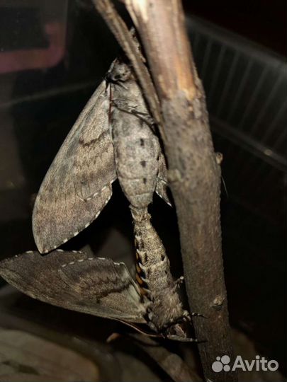 Гусеница бражника