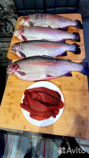 Карельская Форель охлажденная