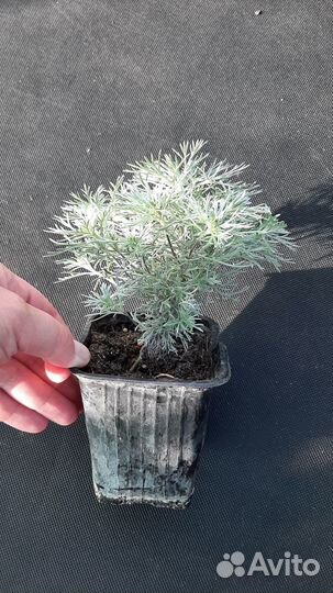 Полынь Шмидта Nana