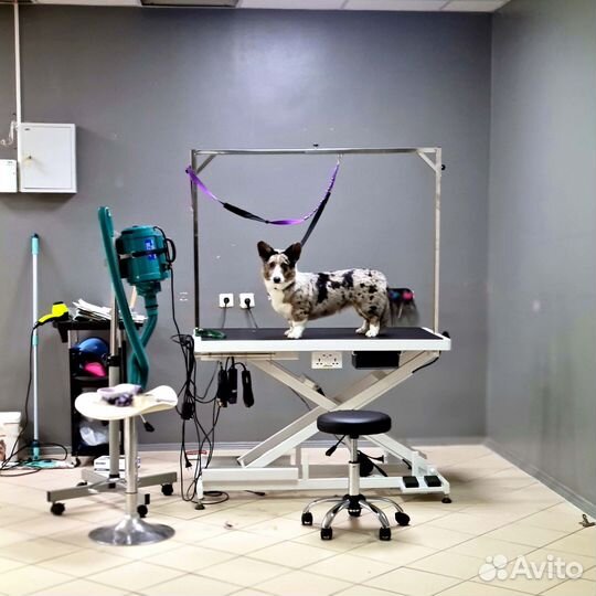 Обучение профессии грумер. Курсы груминга