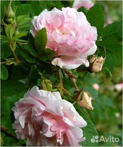 Слива, арония, шиповник, роза, гортензия