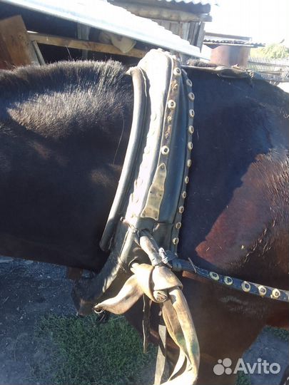 Продам сбрую