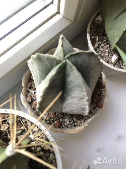 Кактусы редкие