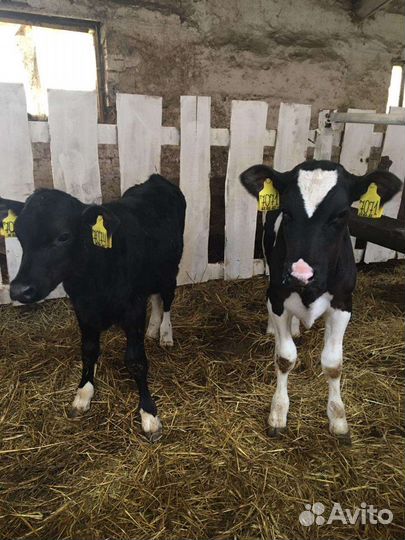 Бычки и тёлочки