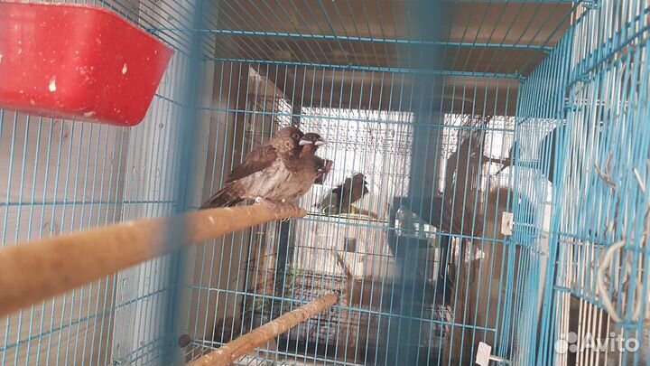 Японские амадины
