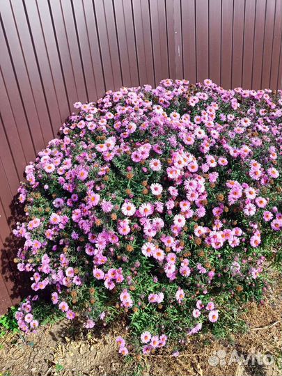 Сентябринки