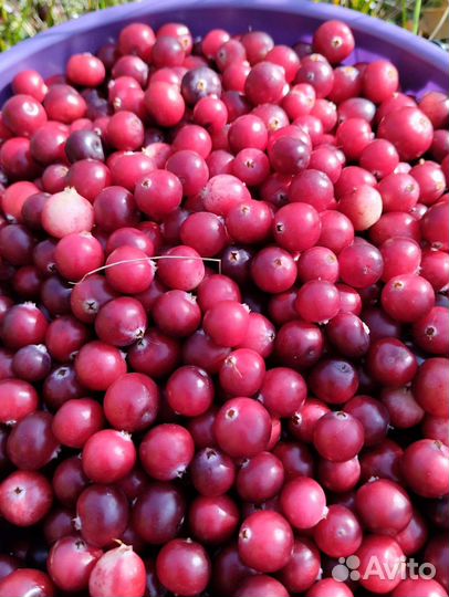 Клюква свежая, отборная