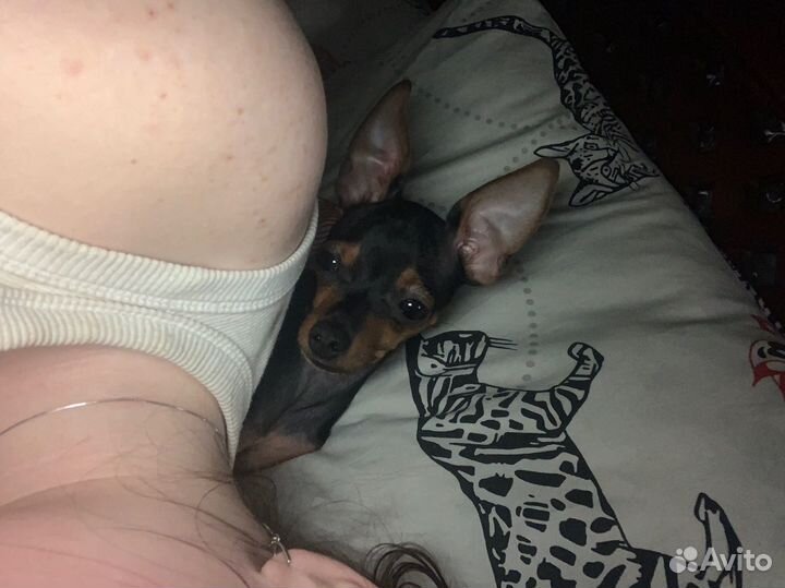 Вязка той-терьер