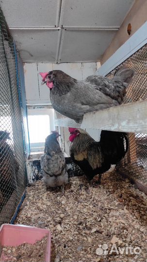 Сильверудд