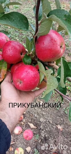 Яблоки
