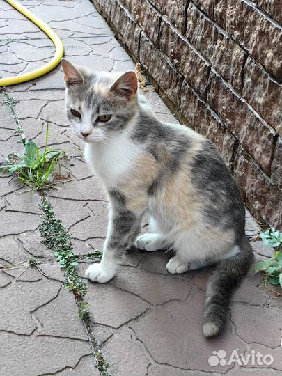 Котёнок девочка