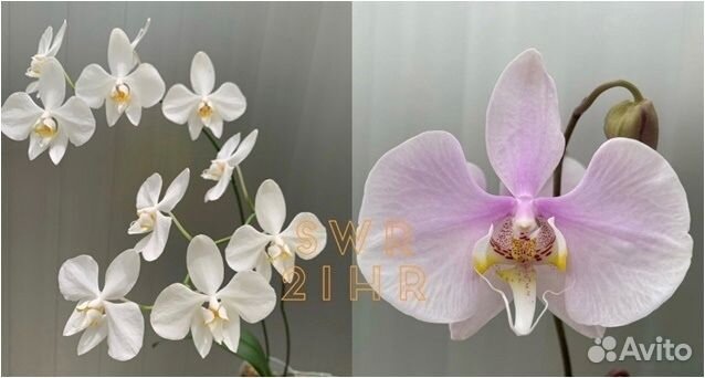 21HR Phal.amabilis (Irian Jaya x Surabaya)