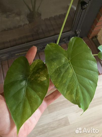 Алоказия гагеана вариегатная