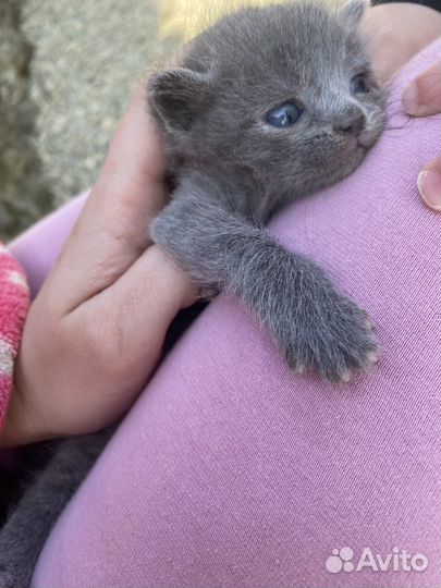 Котята в добрые руки даром