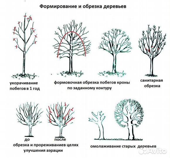 Обрезка плодовых деревьев и кустарников