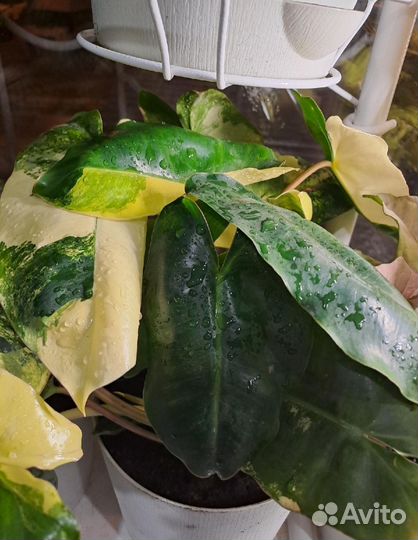 Филодендрон