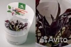 Меристемные растения