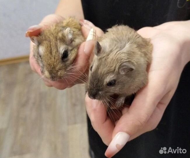 Мышь песчанка