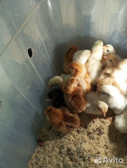 Цыплята деревенские