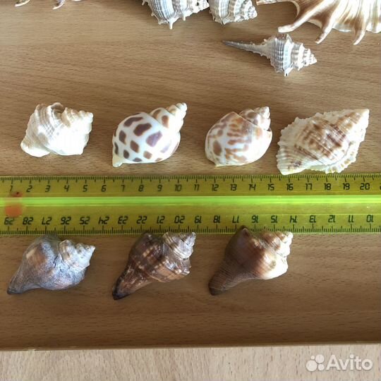 Морские раковины, коралл