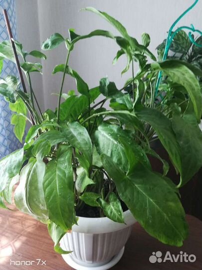 Сингониумы, красулу-денежное дерево