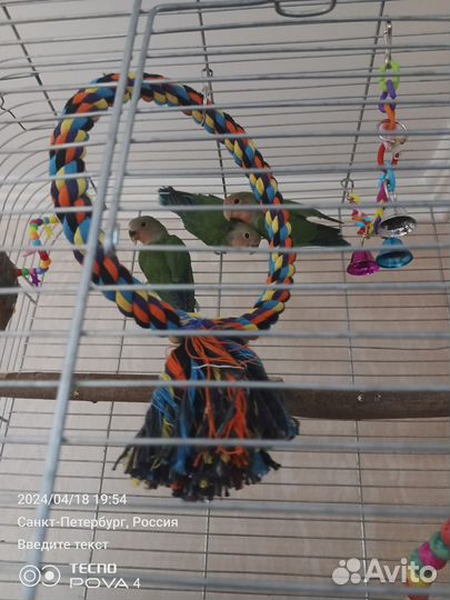 Попугай неразлучники