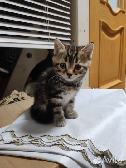 Котята ищут дом
