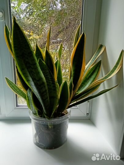 Сансевиерия