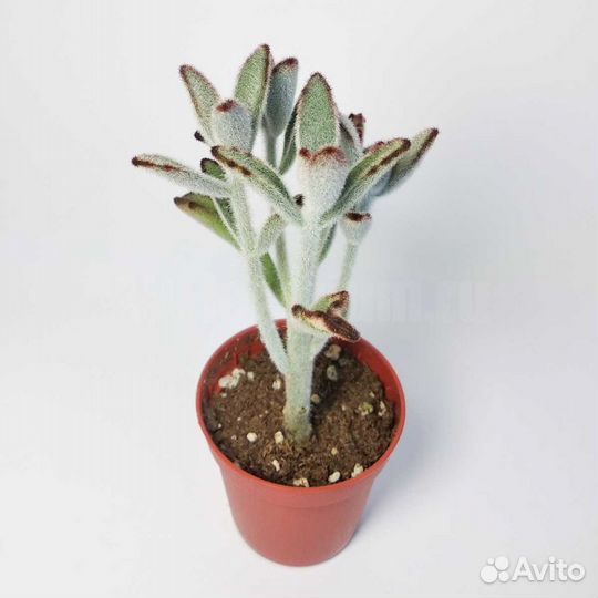 Каланхоэ Войлочное