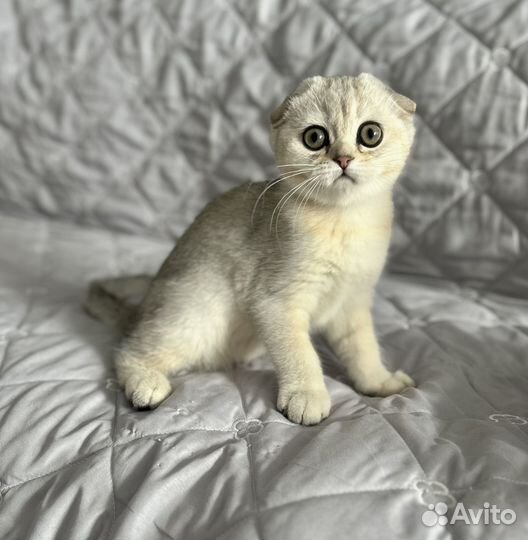 Шотландский мальчик