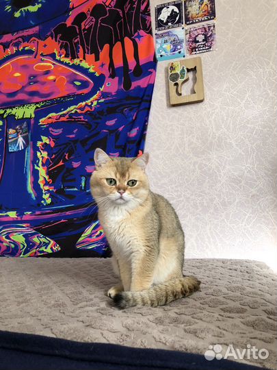 Кот на вязку золотая шиншилла