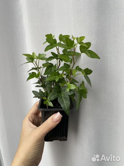 Плющ обыкновенный