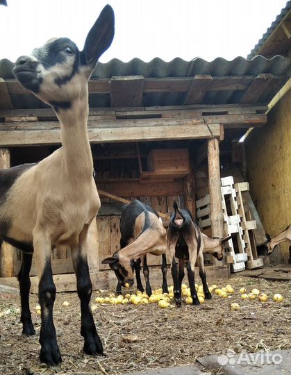 Козочки ч. п. альпийские